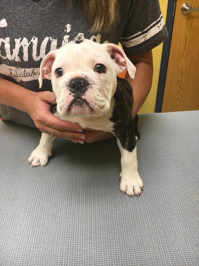 Images Cottner Creek Pet Clinic