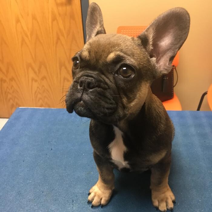 Images Cottner Creek Pet Clinic