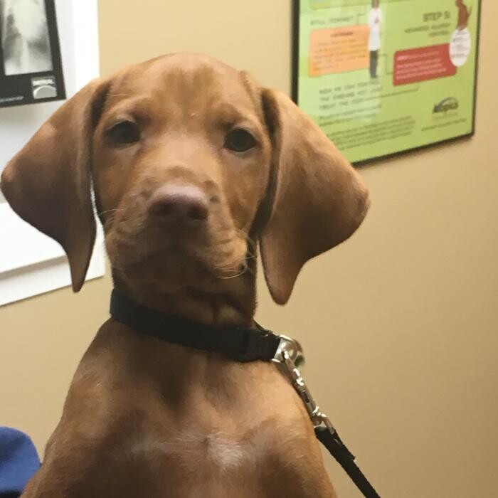 Images Cottner Creek Pet Clinic