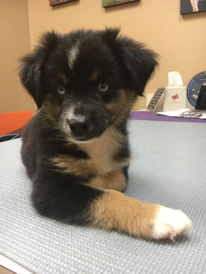 Images Cottner Creek Pet Clinic