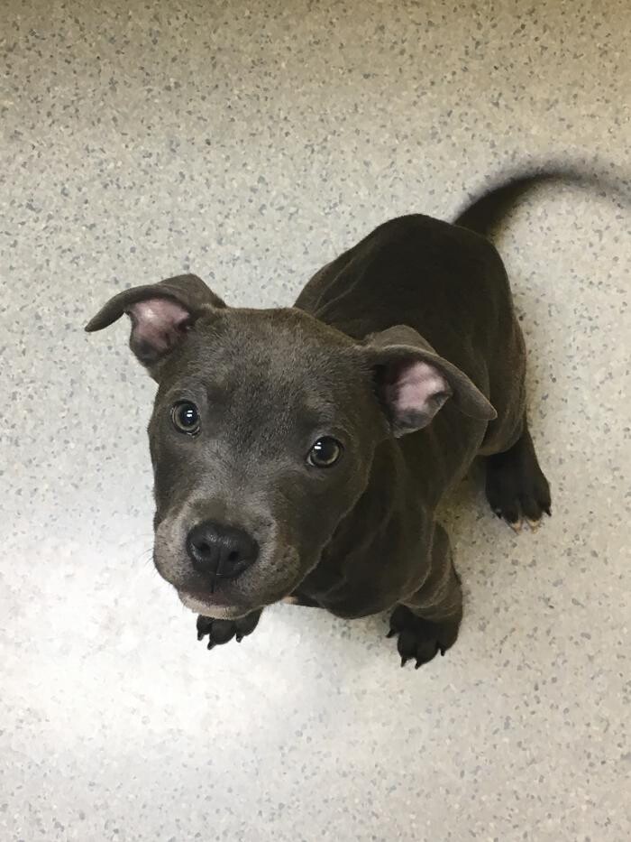 Images Cottner Creek Pet Clinic