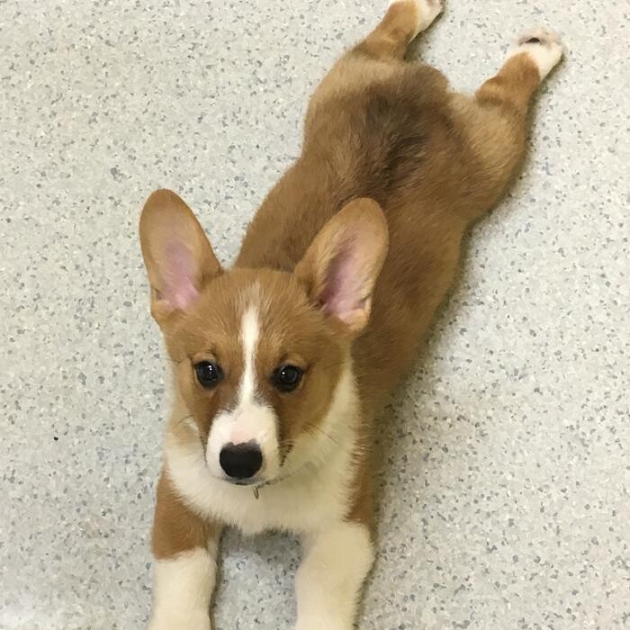 Images Cottner Creek Pet Clinic