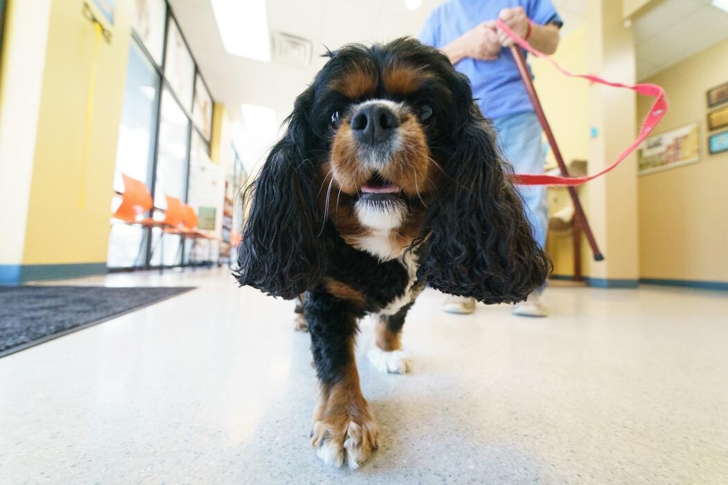 Images Cottner Creek Pet Clinic