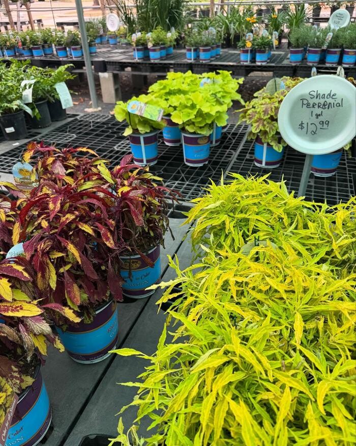 Images Midtown Nursery