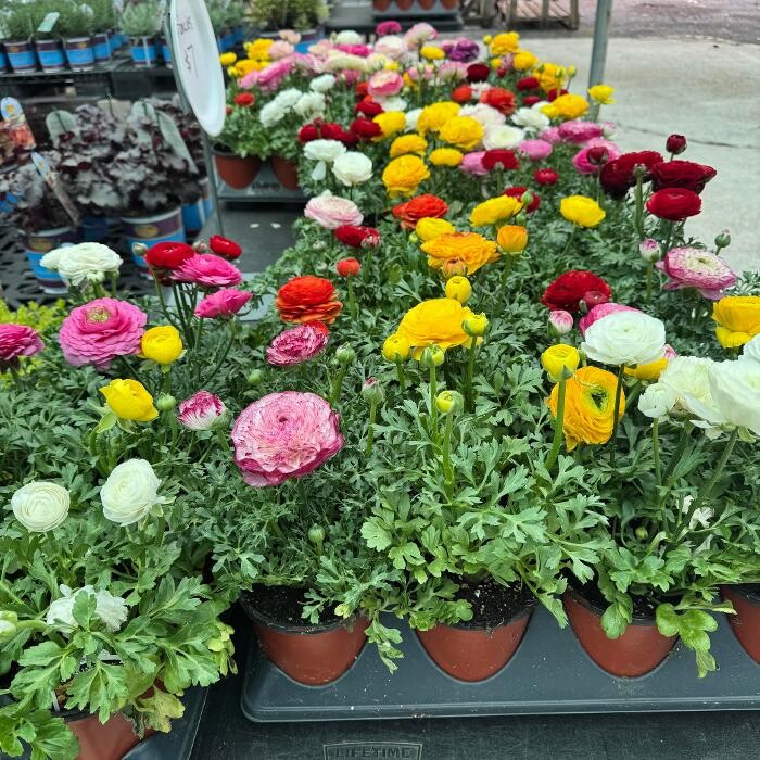 Images Midtown Nursery