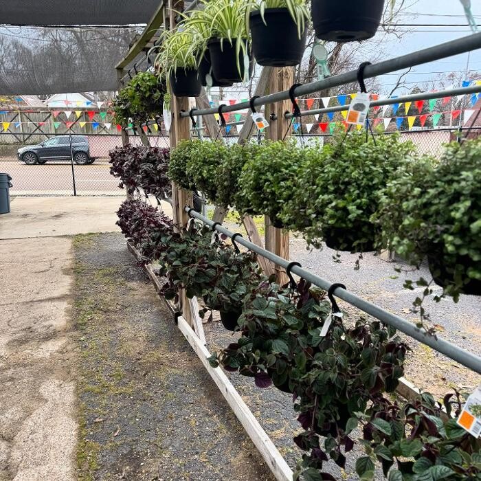 Images Midtown Nursery