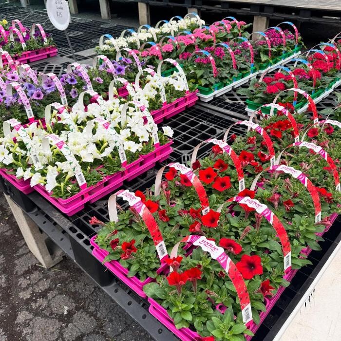 Images Midtown Nursery