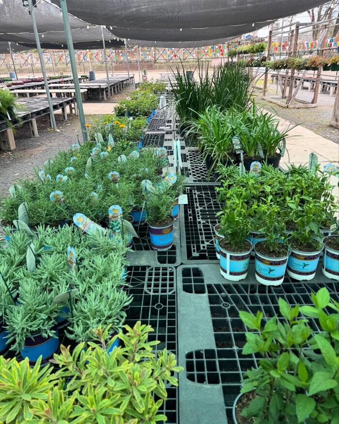 Images Midtown Nursery