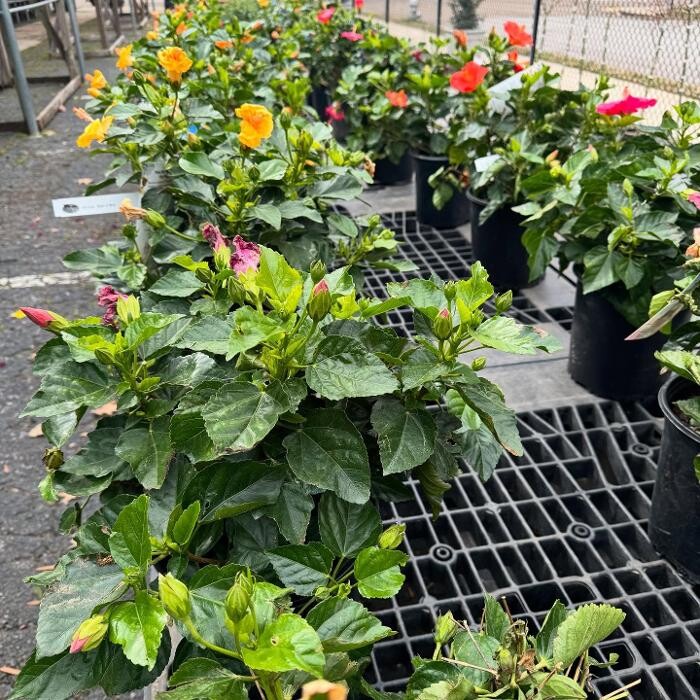Images Midtown Nursery