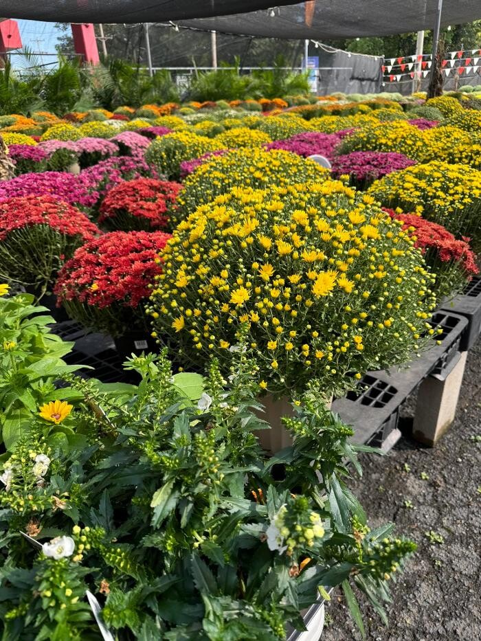 Images Midtown Nursery