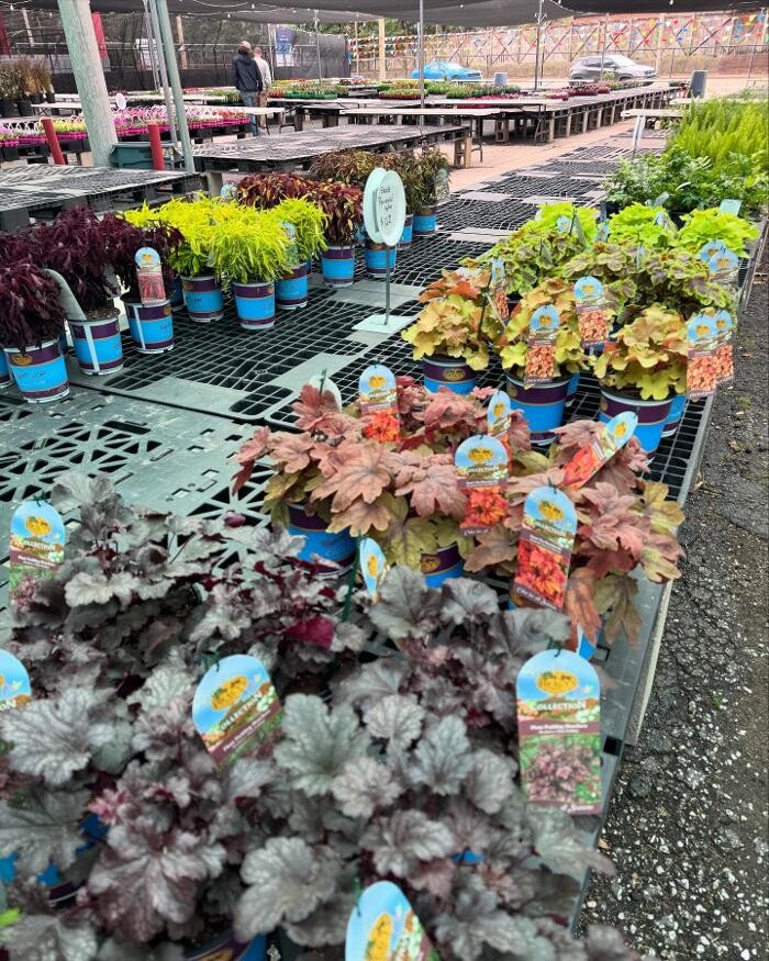 Images Midtown Nursery