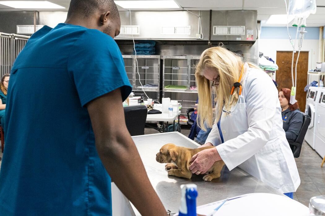 Images East Metro Animal Emergency Clinic