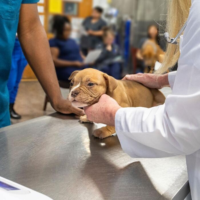 Images East Metro Animal Emergency Clinic