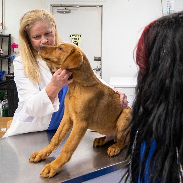 Images East Metro Animal Emergency Clinic