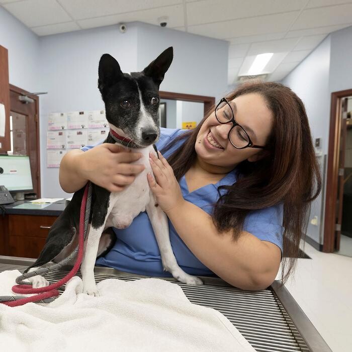 Images Bridgeview Pet Wellness Clinic