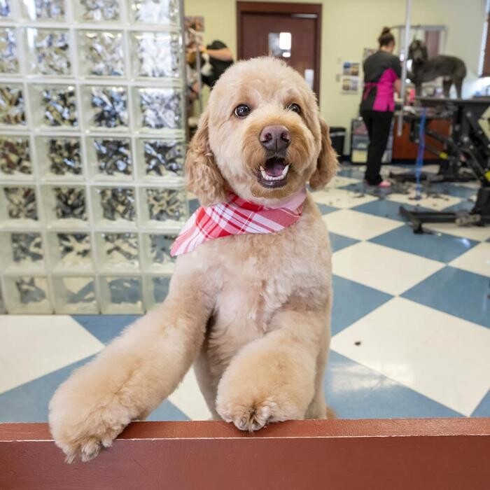 Images Bridgeview Pet Wellness Clinic