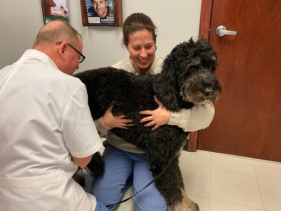 Images Bridgeview Pet Wellness Clinic