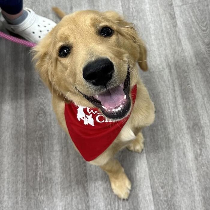 Images Bridgeview Pet Wellness Clinic