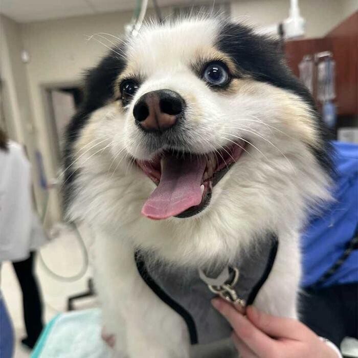 Images Avalon Pet Wellness Clinic