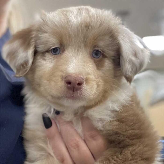 Images Avalon Pet Wellness Clinic