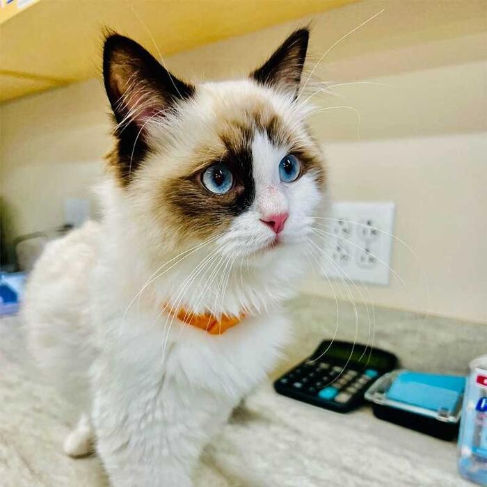 Images Avalon Pet Wellness Clinic