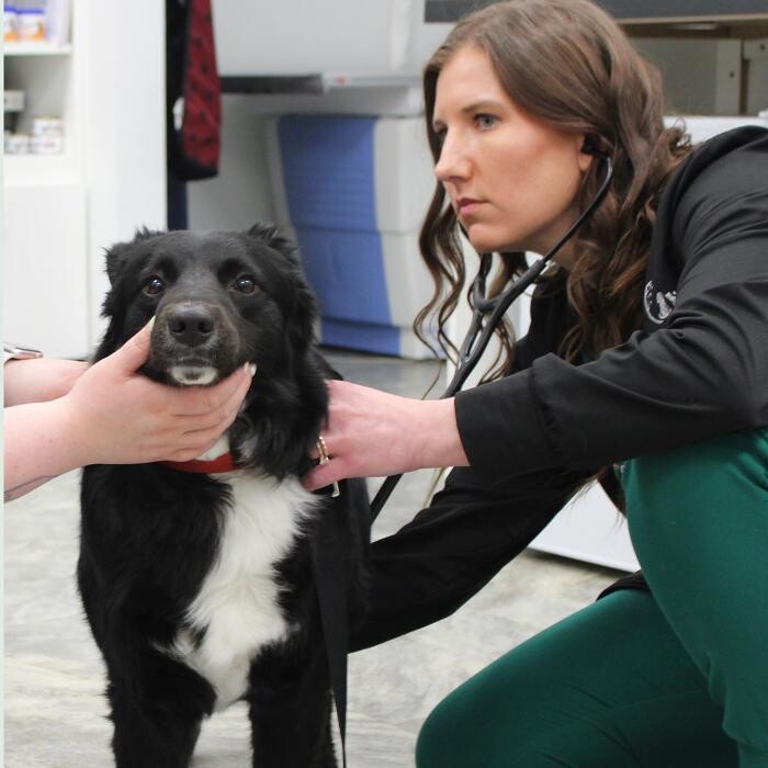 Images Coventry Veterinary Clinic