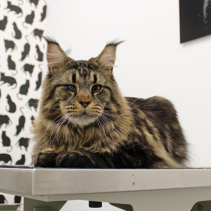 Images Coventry Veterinary Clinic