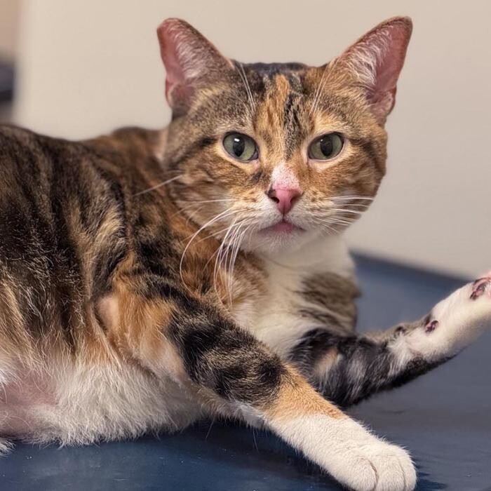Images College Park Pet Wellness Clinic