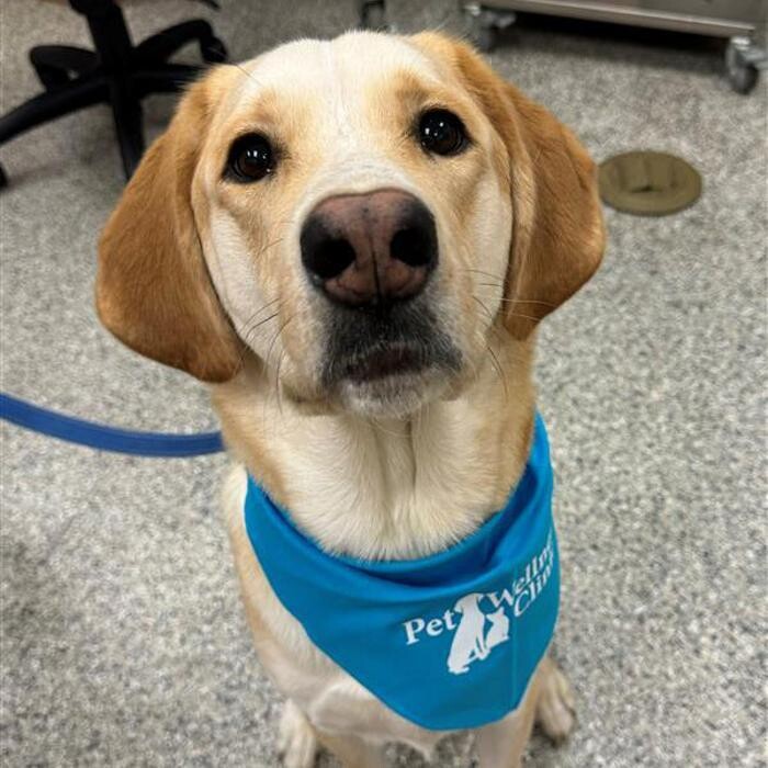 Images College Park Pet Wellness Clinic