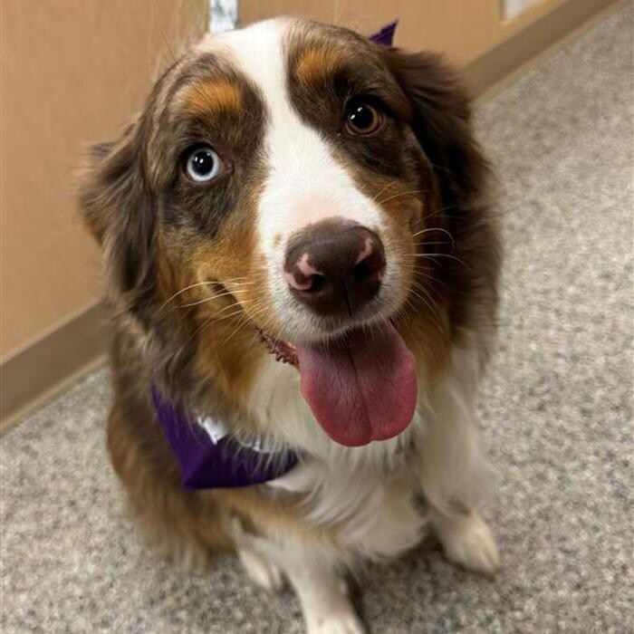 Images College Park Pet Wellness Clinic