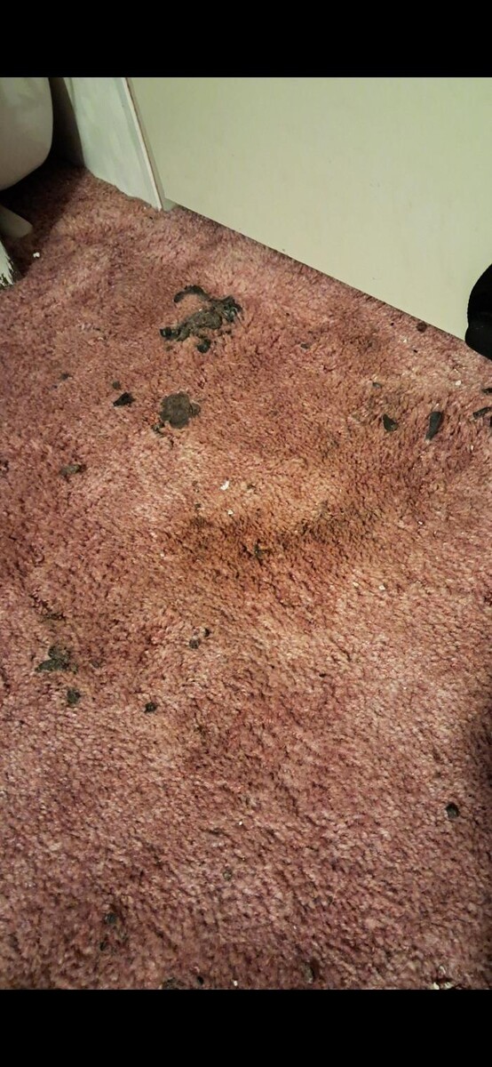 Images Swifty Bee Cleaning Services