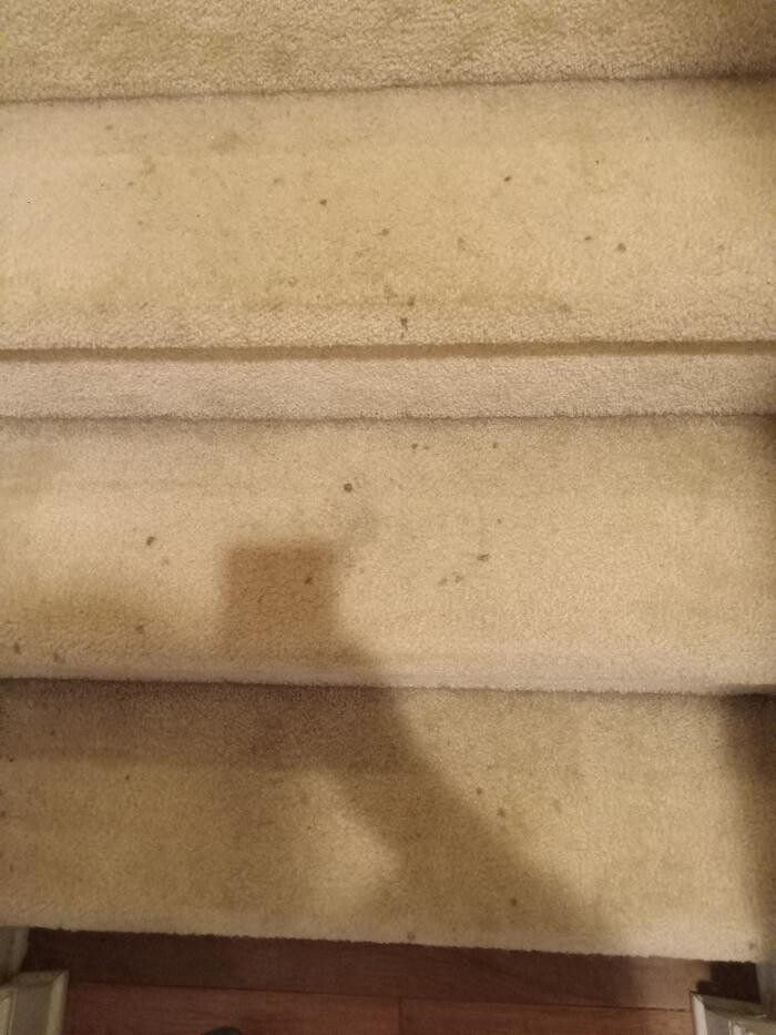 Images Swifty Bee Cleaning Services