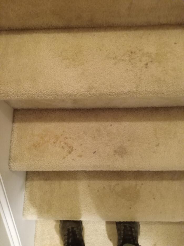 Images Swifty Bee Cleaning Services