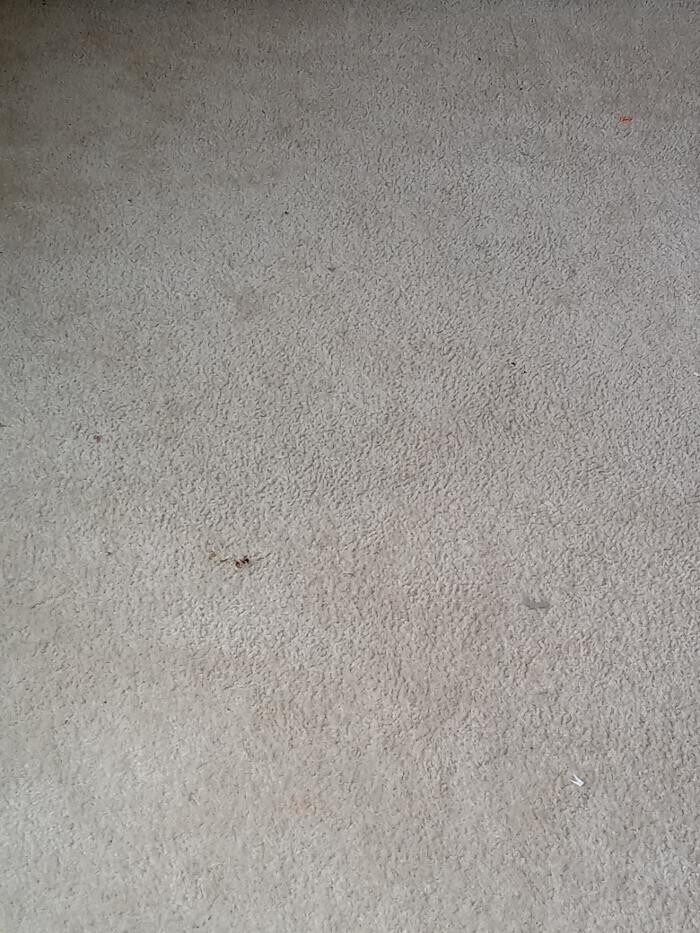 Images Swifty Bee Cleaning Services