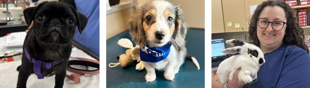 Images Springmill Pet Wellness Clinic