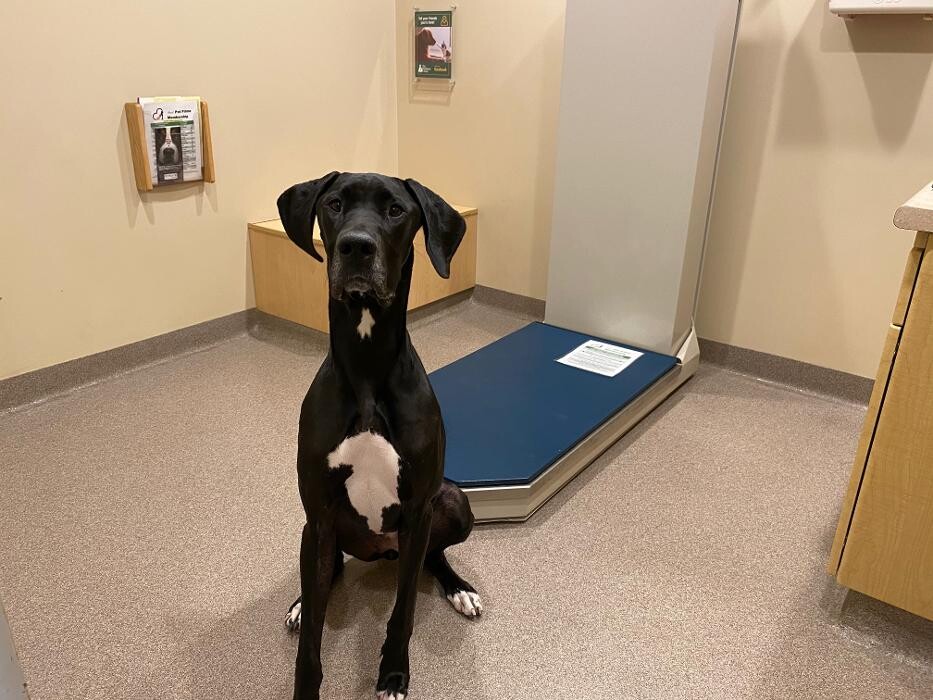 Images Springmill Pet Wellness Clinic