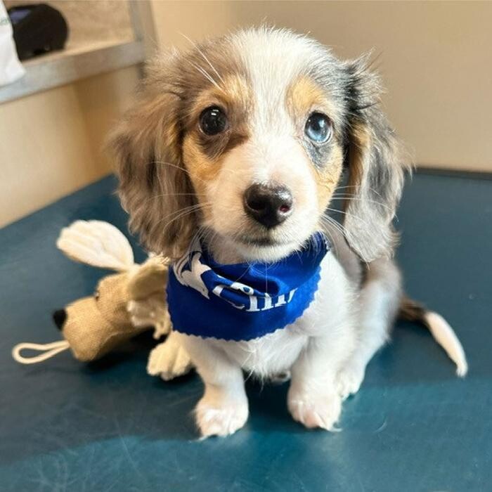 Images Springmill Pet Wellness Clinic