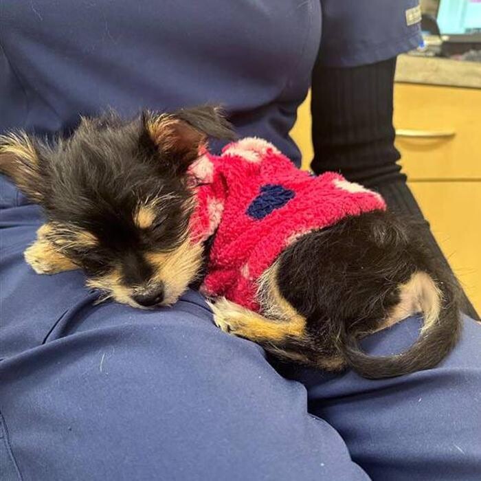 Images Springmill Pet Wellness Clinic