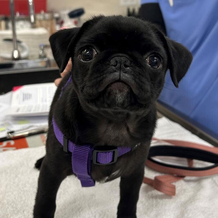Images Springmill Pet Wellness Clinic