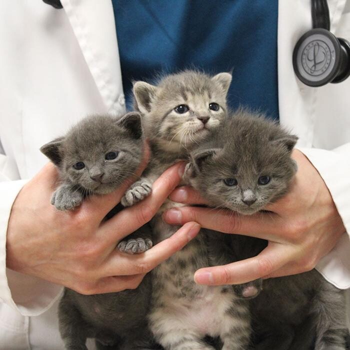 Images Aspen Creek Veterinary Clinic
