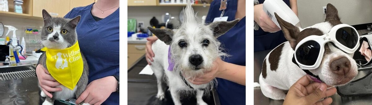 Images Brownsburg Pet Wellness Clinic