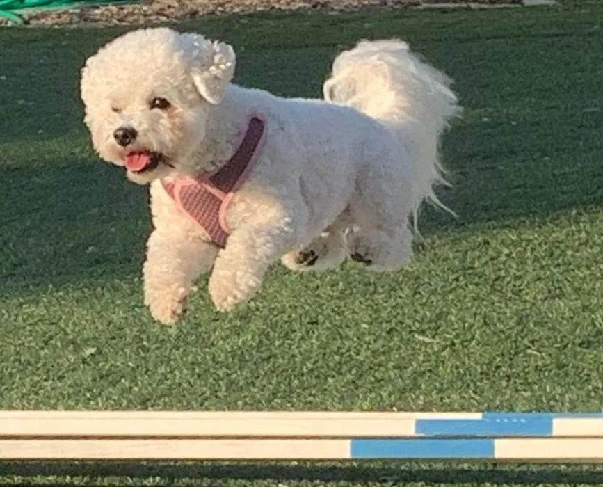 Images Astro's Agility