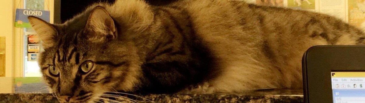 Images DOKO Animal Hospital