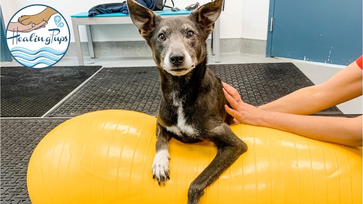 Images Healing Pups Charlotte