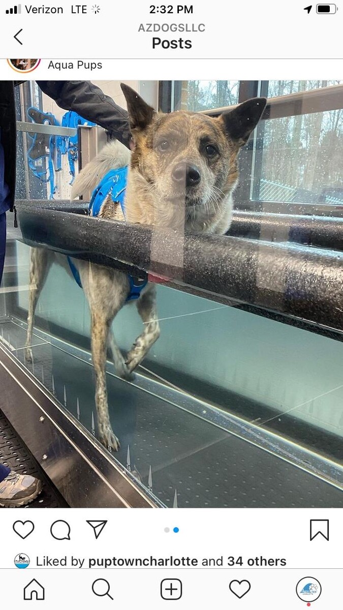 Images Healing Pups Charlotte