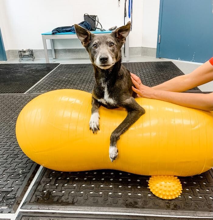 Images Healing Pups Charlotte