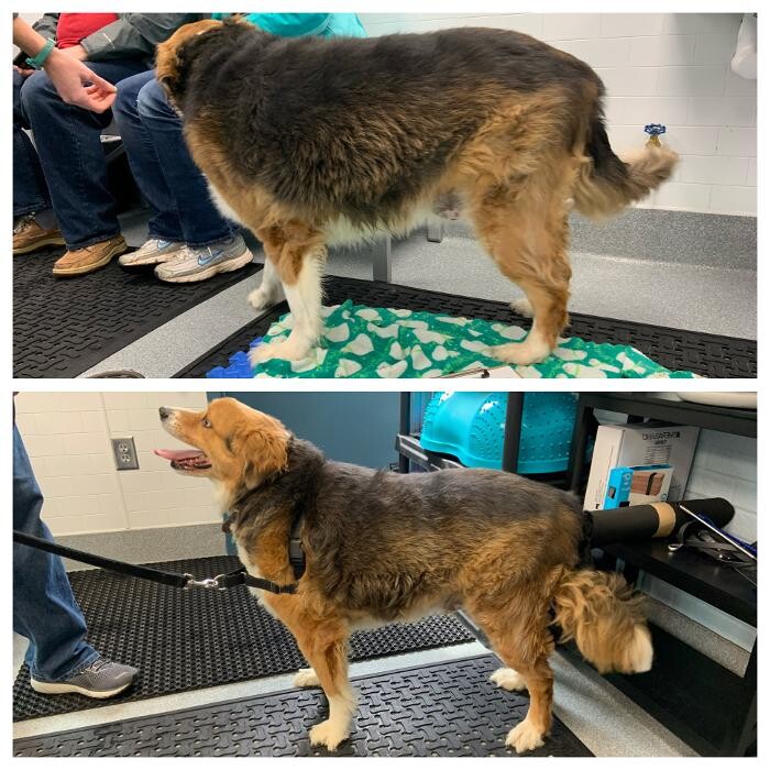 Images Healing Pups Charlotte