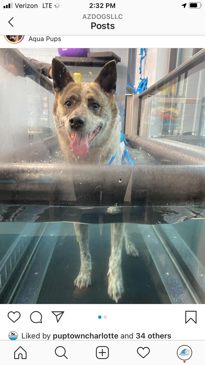 Images Healing Pups Charlotte