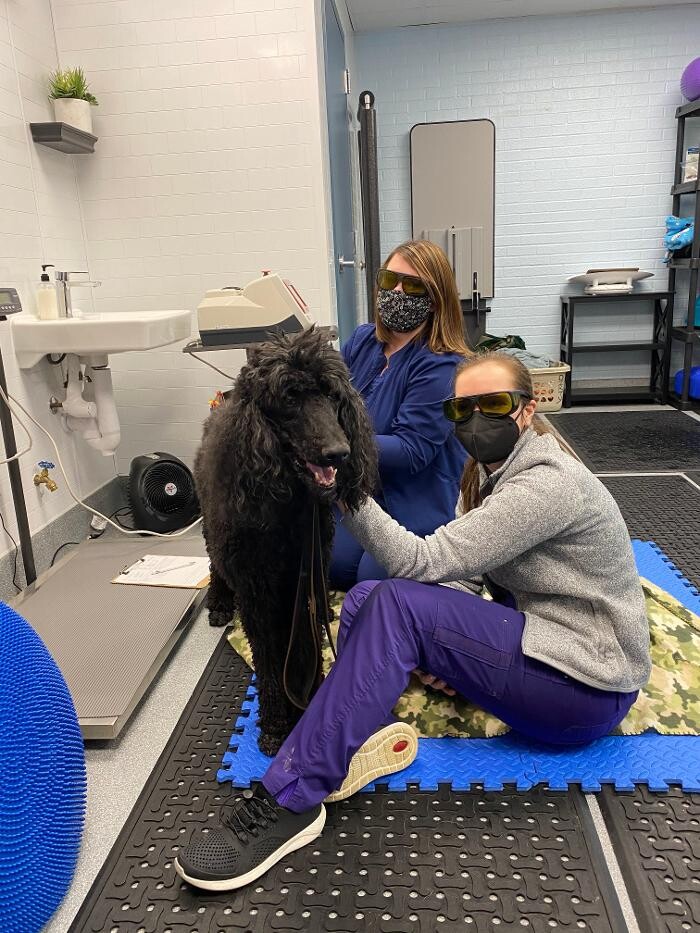 Images Healing Pups Charlotte