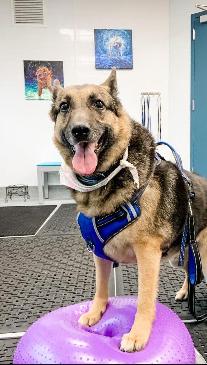 Images Healing Pups Charlotte